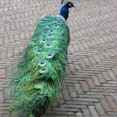 eed5ed646755d31c90475d83dee71427_400x400