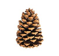 pine cone