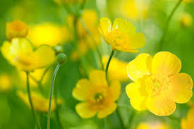 Buttercup2